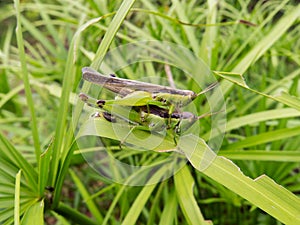 Crickets mating