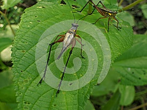 Crickets perched on green leaves