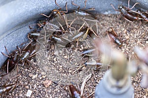 Crickets scramble madly to escape capture. Motion blur intentional