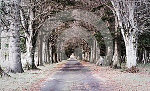Crieff, Scotland - 26 October 2019: Stunning and spooky tree tunnel leading to a mansion in the woodlands