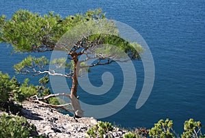 Crimea peninsula. The Black Sea. Pine tree