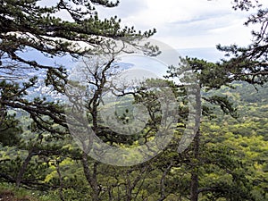Crimea pines