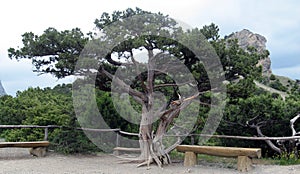 Juniper tree in the park photo