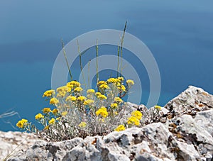 Crimean Alyssum Rocky flowers