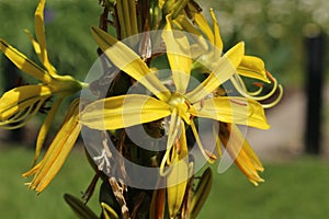 `Crimean Asphodel` flower - Asphodeline Taurica