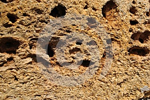 Crimean coquina rock close up texture detail background