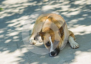 Crimean dog lying under tree shadow