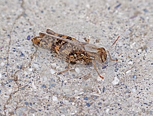 The Crimean grey grasshopper