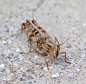 The Crimean grey grasshopper