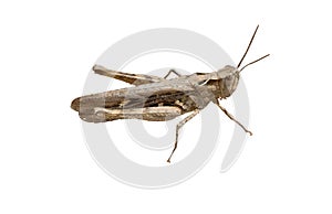 The Crimean grey grasshopper