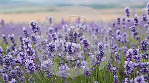 Crimean lavender flowers