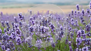 crimean lavender flowers closeup photo