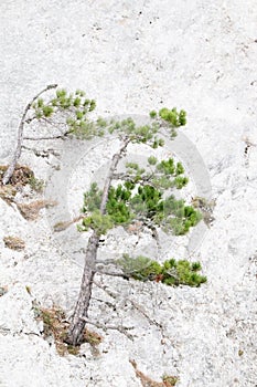 Crimean mountain forests with pine forest and Yayla