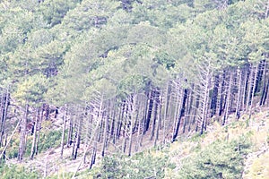 Crimean mountain forests with pine forest and Yayla