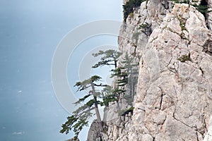 Crimean mountain forests with pine forest and Yayla