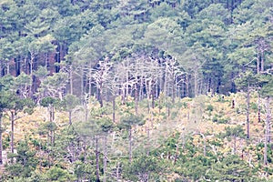 Crimean mountain forests with pine forest and Yayla photo