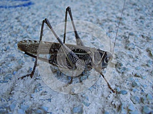 locust, grasshopper, Crimean steppe, insect, photo