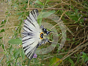 insect, Bear Mountain, bright color, rare, wings, Crimean steppe photo