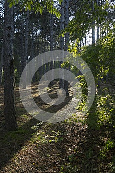 Crimean nature. Tsars path