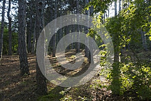 Crimean nature. Tsars path photo