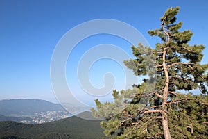 Crimean pine, or Pallas Pine in Ai-Petri mount and view of Yalta town, Crimea