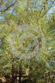 Crimean pine, or Pallas Pine, Crimea