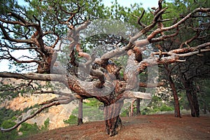 Crimean pine-tree.