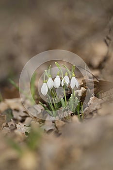 Crimean primroses snowdrops in the forest