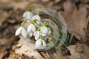 Crimean primroses snowdrops in the forest