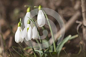 Crimean primroses snowdrops in the forest