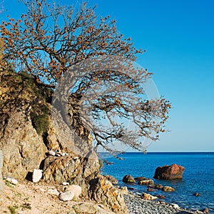 Crimean tree over sea landscape