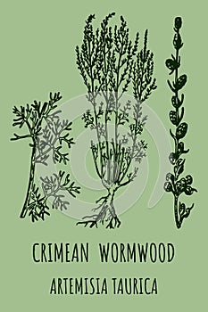 CRIMEAN Wormwood (Artemisia taurica) illustration.