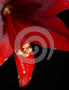 Crimson Amaryllis macro