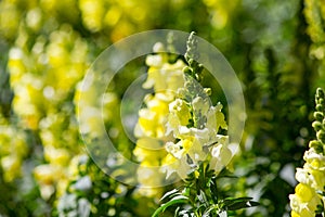 Crimson antirrhinum snapdragon flower