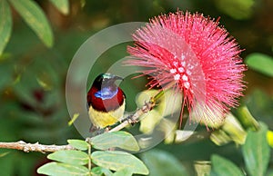 Crimson backed sunbird, Leptocoma minima, male, Coorg, Karnataka, India photo