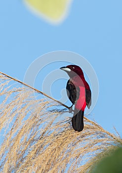 Crimson backed Tanager