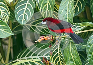 Crimson-backed Tanager Ramphocelus dimidiatus