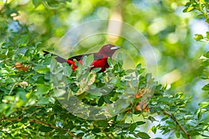 Crimson-backed Tanager - Ramphocelus dimidiatus photo