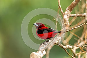 Crimson-backed tanager (Ramphocelus dimidiatus) male, Minca, Sierra Nevada. Wildlife and birdwatching in Colombia