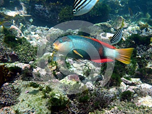 Crimson banded wrasse