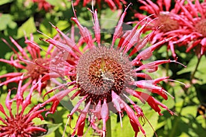 `Crimson Beebalm` flower - Monarda Didyma