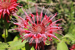 `Crimson Beebalm` flower - Monarda Didyma