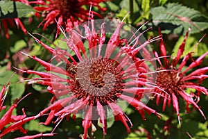 `Crimson Beebalm` flower - Monarda Didyma