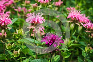 Crimson beebalm (Monarda) photo