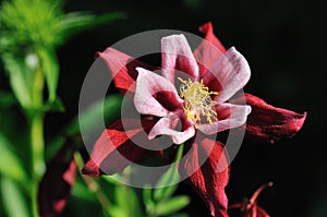 Crimson bi-color columbine flower