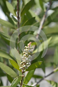 Crimson bottlebrush