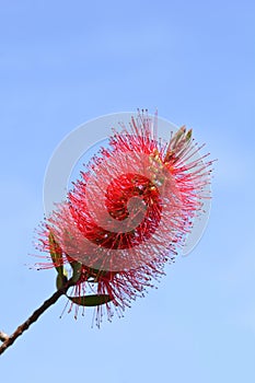 Crimson bottlebrush