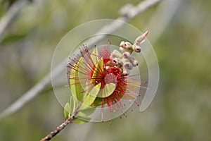 Crimson bottlebrush