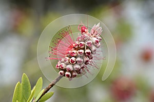 Crimson bottlebrush