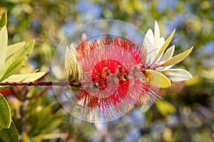 Crimson Bottlebrush Callistemon citrinus